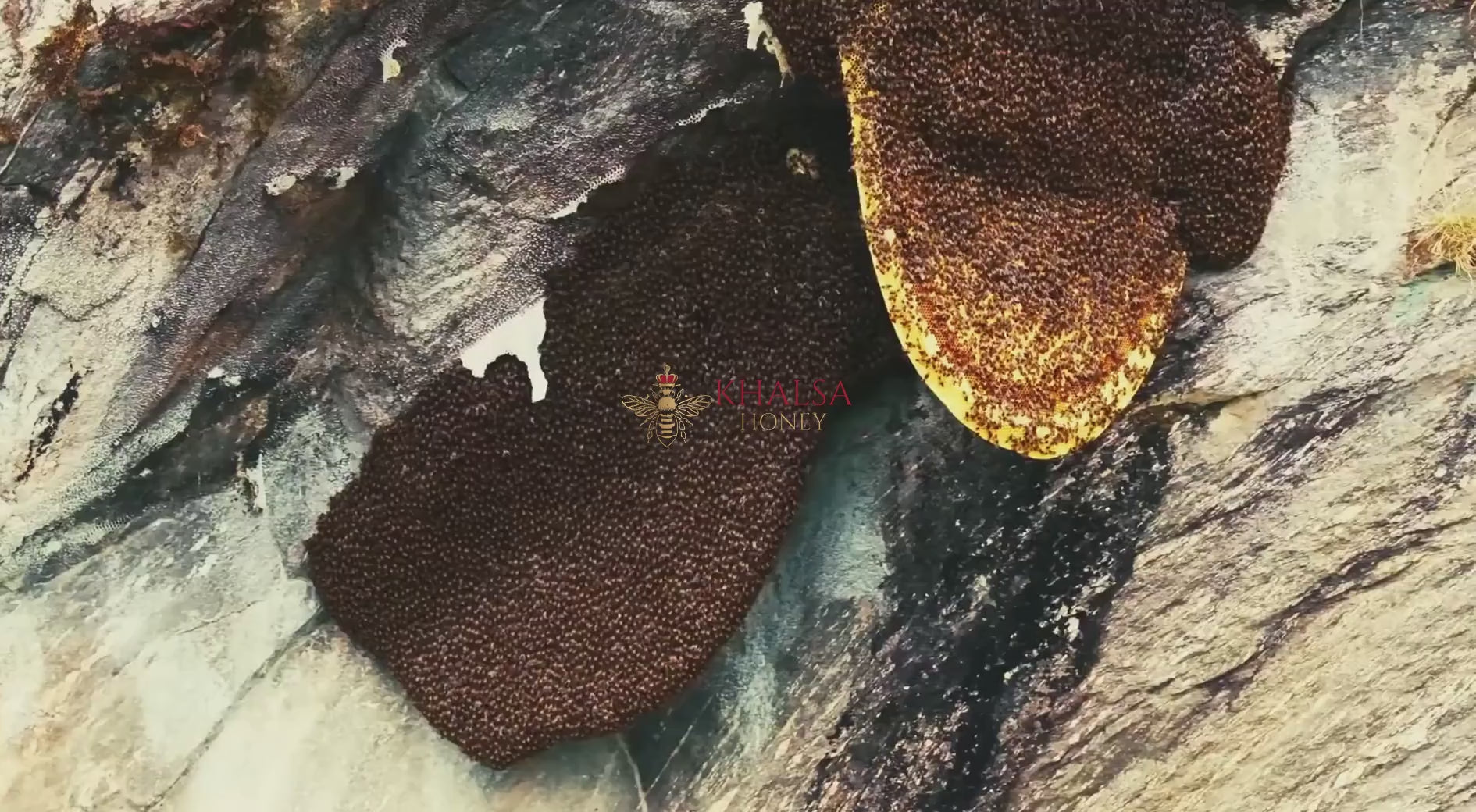 Harvesting honey Himalayas 